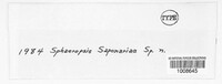 Image of Sphaeropsis saponariae
